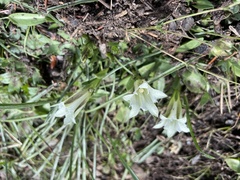 Gentiana newberryi