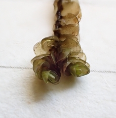 Jungermannia eucordifolia