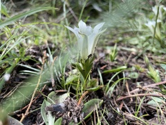 Gentiana newberryi