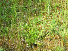 Parnassia glauca
