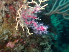 Alcyonium coralloides