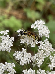 Tenthredo largiflava