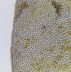 Jungermannia eucordifolia