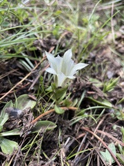 Gentiana newberryi