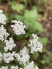 Tenthredo largiflava