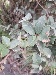 Archidasyphyllum diacanthoides