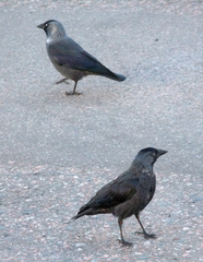 Corvus monedula soemmerringii