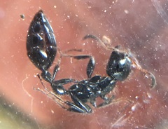 Tetraponera