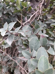 Archidasyphyllum diacanthoides