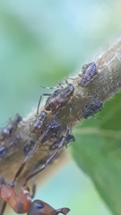 Symydobius oblongus