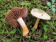 Cortinarius rubripes