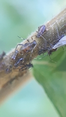 Symydobius oblongus