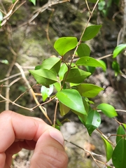 Eugenia biflora