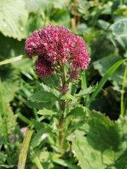 Hylotelephium telephium fabaria