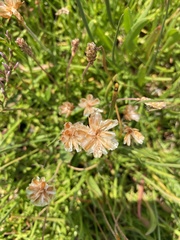 Armeria maritima