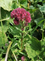 Hylotelephium telephium fabaria