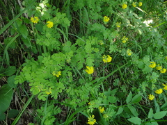 Coronilla coronata