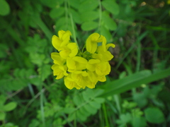 Coronilla coronata