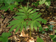 Cardamine kitaibelii