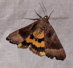 Catocala badia badia