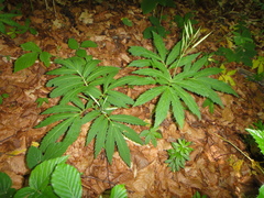 Cardamine kitaibelii