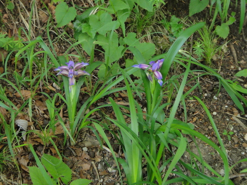 Uskolisna perunika (Iris graminea)