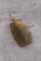 Aphelia alleniana
