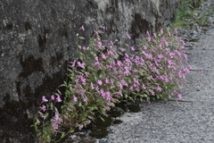 Silene pendula