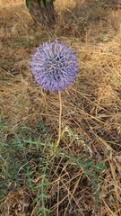 Echinops spinosissimus