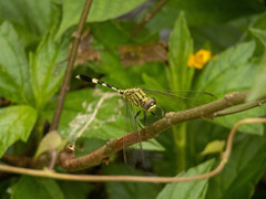 Orthetrum sabina