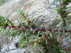 Salsola divaricata
