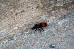 Dasymutilla clotho