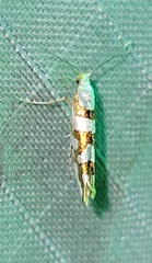 Argyresthia calliphanes