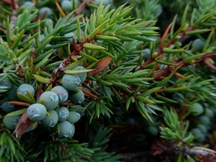 Juniperus communis saxatilis