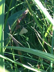 Polypogon tentacularia