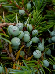 Juniperus communis saxatilis