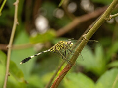 Orthetrum sabina