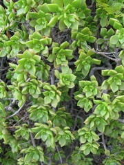 Aeonium lindleyi image