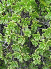 Aeonium lindleyi subsp. viscatum image