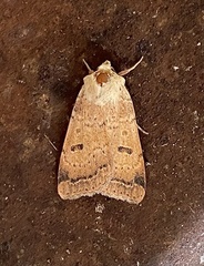 Dichagyris variabilis