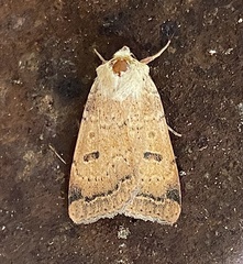 Dichagyris variabilis