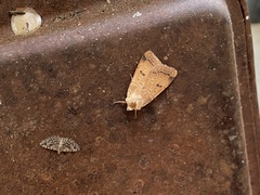 Dichagyris variabilis