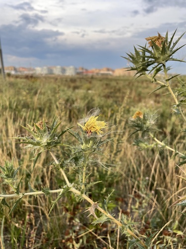 Carthamus lanatus iNat (1)