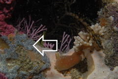 Synoicum sphinctorum