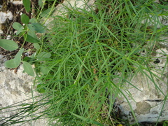 Dianthus petraeus petraeus
