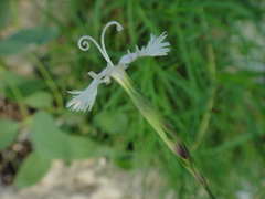 Dianthus petraeus petraeus