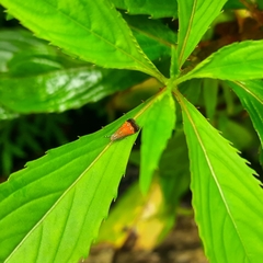 Tricyanaula aurantiaca