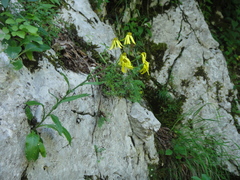 Tephroseris integrifolia