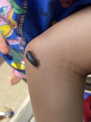 Armadillidium vulgare