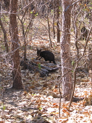 Osphranter bernardus